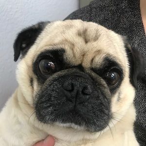 Meet your Posher, Maggie